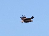 visarend 565  Onvolwasse Visarend - immature Fish Eagle : frieda